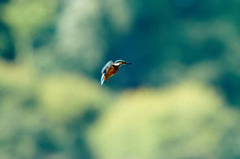 Martin pÈcheur<br>NIKON D700, 850 mm, 1800 ISO,  1/800 sec,  f : 9 